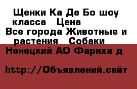 Щенки Ка Де Бо шоу класса › Цена ­ 60 000 - Все города Животные и растения » Собаки   . Ненецкий АО,Фариха д.